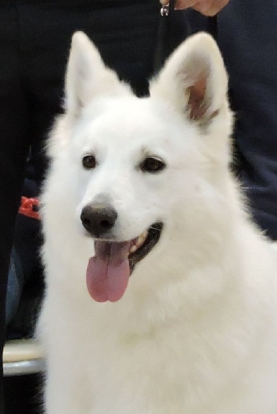 Hana
