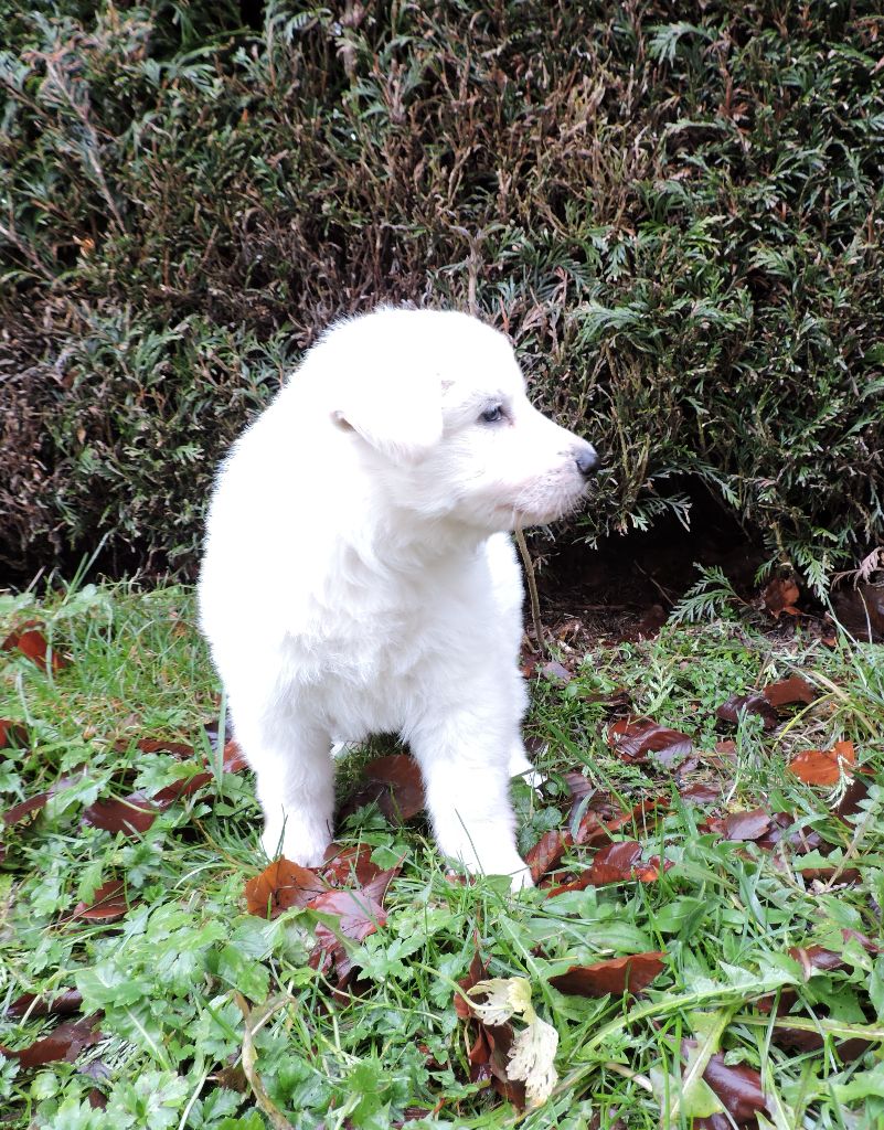 Des Legendes De La Foret - Berger Blanc Suisse - Portée née le 07/12/2017